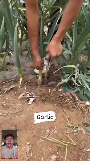 Garlic #farmingtips #agriculture #farming #farmerlife #farminglife #farmers #farmerlife #followersreels #followerseveryone | Roman Nazar