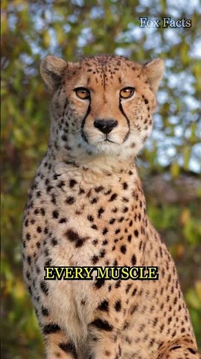 Cheetah: The Fastest Animal on Earth! 🐆