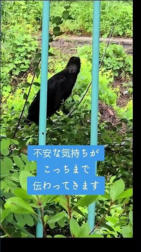 カラスさん、巣立ちの時期となりました。頑張って育って欲しいなぁ #鳥 #カラス #野鳥 #野鳥観察 #鳥好き