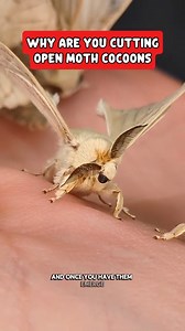 There are many ways to care for domestic silk moths! #moths | Jackie Rice