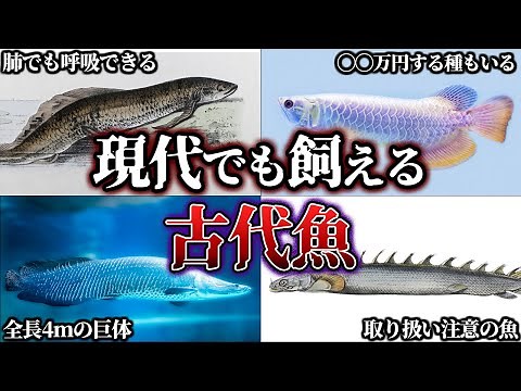 【ゆっくり解説】今でも飼える、太古から姿を変えない古代魚たち！