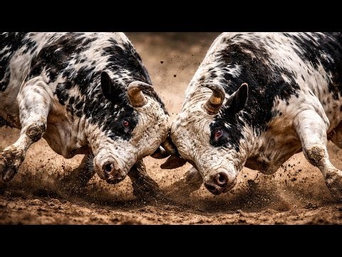Two Powerful Bulls Face to Face 😱 | Shocking Bull Fight