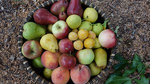 Permaculture Food Forests Online Course | OSU Continuing Education