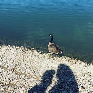 1.1K views · 112 reactions | Freedom Day for the Cackling Goose! She made a full recovery and had lots to say after release, hopefully all good . #herbavoire #chattycathy | Wild West Wildlife Rehabilitation Center | Facebook