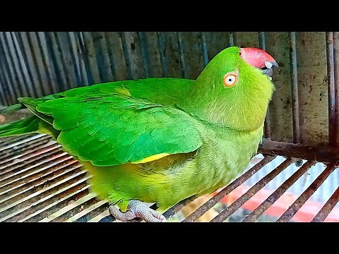 Ringneck Parrot Mating Call Sounds And Behaviour
