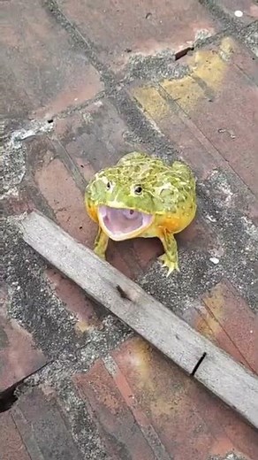 cute frog angry frog screaming#frog