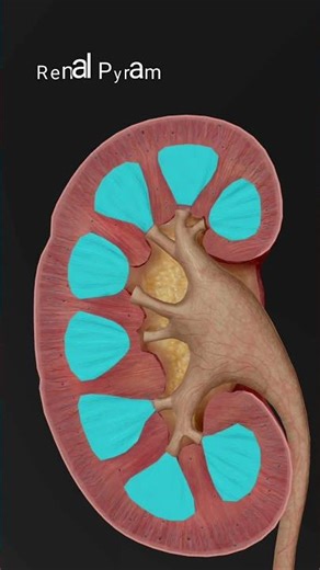 Internal Anatomy of Kidney #kidney #healthrevive40 #3danimation