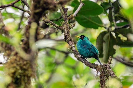Discovering Amazing Wildlife Along the Panama Canal