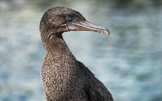 Can Birds Have Rabies? What to Do If Bitten by One