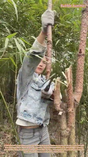 Récolte de pousses épineuses : un agriculteur cueille des bourgeons sur des tiges épineuses