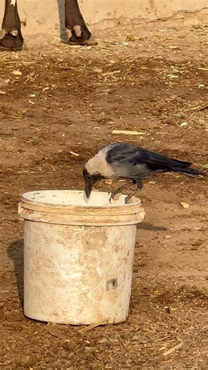 “A Hungry & Thirsty Crow Enjoying His Morning Meal 🐦🌅” Early in the morning, this hungry and thirsty crow finally found some food and water. Watching him eat and drink peacefully is a beautiful reminder that every creature starts its day with hope. 🌅🐦💧 #MorningNature #HungryCrow #ThirstyCrow #BirdLife #NatureMoments #WildlifeScene #AnimalCare #BeautifulMorning #NatureReels #FacebookReels #InstaReels | Paws, Claws & Wings