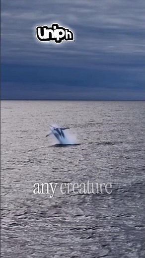 How Did the Blue Whale Get SO Massive? 🤯 #animalfacts