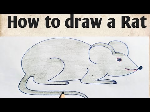 How to draw a Rat| easy Rat drawing step by step