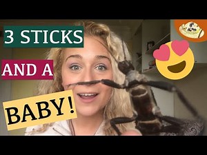 3 Different Types of Stick Insects | What Do Baby Stick Insects Look Like? Caring for Stick Insects