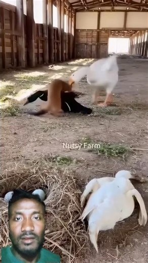 FIERCE Goose Attacks Are The Most Insane Thing You Will See Today?😭#shorts #youtubeshorts #trending