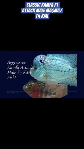 #agressive Classic #kamfa Attacks Male F4 KML (#magma) | #flowerhorn Fight After Egg Loss