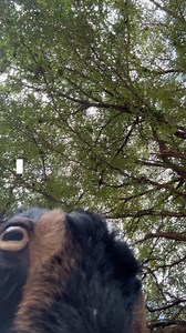 332 reactions · 3 comments | July 4th is #ZooMiami’s 45th birthday, and to celebrate, we’ve got a special gift for all of you: The brand new Zoo Miami App is officially here! ✔️ View the zoo map in action, with walking directions, shortcuts and more ✔️ Order food from your phone ✔️ Check showtimes and special events ✔️ Plan your day from start to finish ✔️ Buy tickets with ease Make your next visit smarter, faster, and way more fun! 漣 | Zoo Miami | Facebook