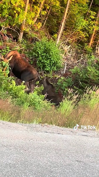 Exploring Newfoundland's Beautiful Moose Population