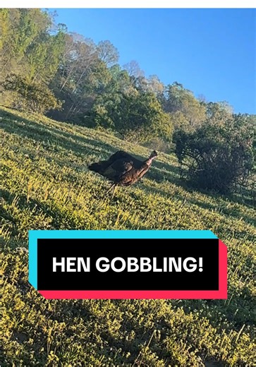 Close-Up of a Hen Turkey Gobbling
