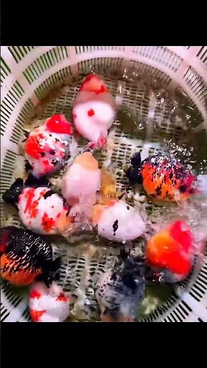 beautiful ranchu gold fish in fresh water #exoticaquariumfish #aquariumfish #fishkeepinghobby #gold