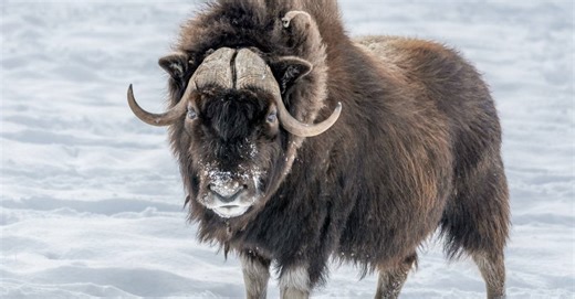 Musk Ox Calves Prove Arctic Animals Can Be Both Cute and Tough