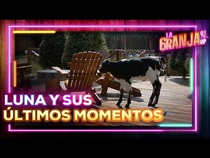 Luna's last walks with the farmers! Enjoy her jumps and her curiosity 🥹🐮🩷