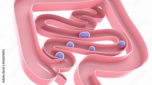 3d animation of gases passing through the large and small intestine. Digestive system with natural colors, top view cut out cut out on white background.