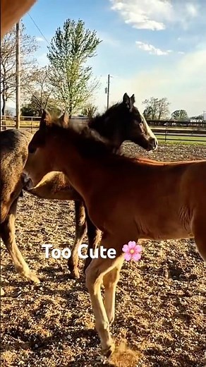 Baby Foals Playing