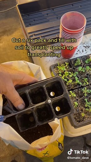 How to make a petunia tree pt 1#planttiktok #plantsoftiktok #learnontiktok