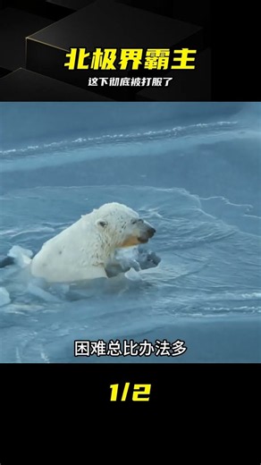 一代人有一代人的動物世界，原來北極熊才是真正的狠角色 #北极熊，动物世界，搞笑解说，顶级捕食者，生物科普，冷知识
