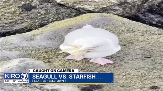 VIDEO: Seagull Struggles with starfish in Seattle