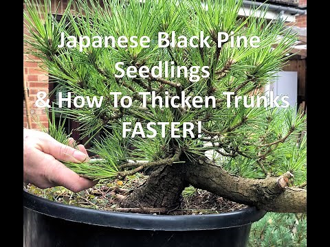 Japanese Black Pine Bonsai Seedlings: How To Develop And Thicken Trunks Faster!