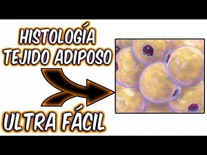 APRENDE EL TEJIDO ADIPOSO ULTRA FÁCIL Y RÁPIDO (HISTOLOGÍA)🧫🧫