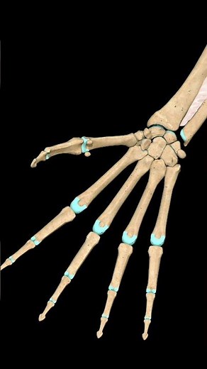 MCP & IP Joint Abduction–Adduction | Detailed Hand Movement Anatomy