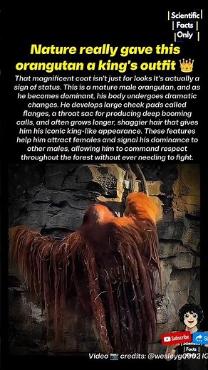 The Orangutan That Looks Like a Forest King! 🦧👑
