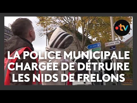 Quand la police municipale est chargée de détruire les nids de frelons asiatiques