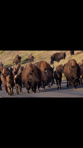 In the middle of summer stampede | Thomas Szajner Photography