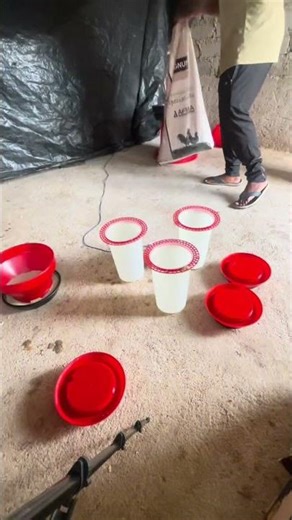 How do you feed your broiler chicken 🐓 #chickenfarming #chicken #broilerchickens