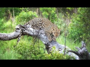 Hwange National Park - Zimbabwe : Overview