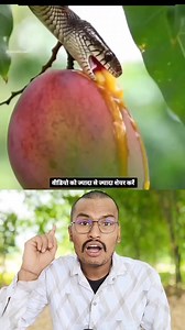 4.2M views · 47K reactions | आम खाने वाले सावधान  #viralreels #science #education #facts #mango #fruits #foryou | SABHI TAK News | Facebook