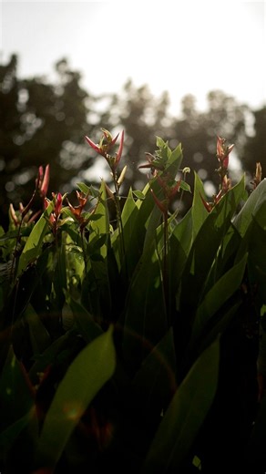 34K views · 32 reactions | Step into tranquility with our spacious 3 bedroom pool cabin. Your private oasis awaits. Get access to our March Pop Up: Sunset Cocktails during your stay and enjoy free flowing cocktails from 4:30-5:30pm daily (except Tuesdays) Accommodation rate includes welcome treats, breakfast sets, free activities, sunset cocktails by the deck, and option to add picnic set ups or dinner spreads. BOOK NOW: thecabinresortsph.com | The Cabin Resorts | Facebook