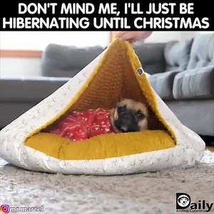 1K views · 22 reactions | 5 MORE DAYS! Before you totally go into hibernation, turn on WASHFM.com/listen for your favorite Christmas tunes to keep you in the holiday spirit thanks to National Lutheran Communities & Services ⛄️ | 97.1 WASH-FM | Facebook