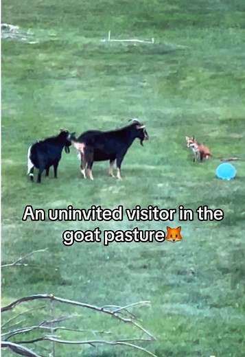 Goats and a Sneaky Fox: A Farm Life Encounter