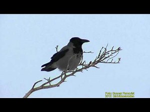 KRÅKA Hooded Crow (Corvus cornix) Klipp - 535 S - 9