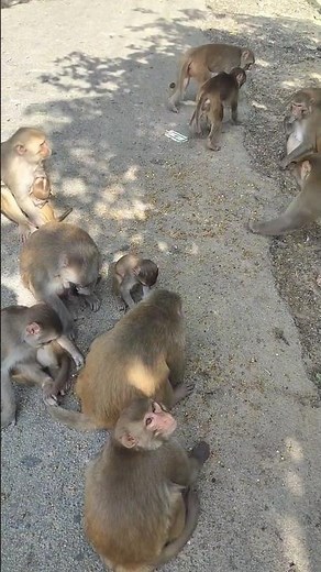 baby monkeys playing with their private parts 😭😭#helping #motivation