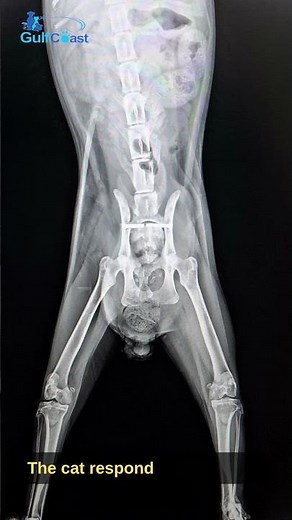 🐾 Cat Pelvic Surgery Recovery | Real Case at [Your Clinic Name] 🏥
