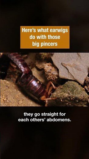Here Is What Earwigs Do With Their Big Pincers | #DeepLook #Shorts