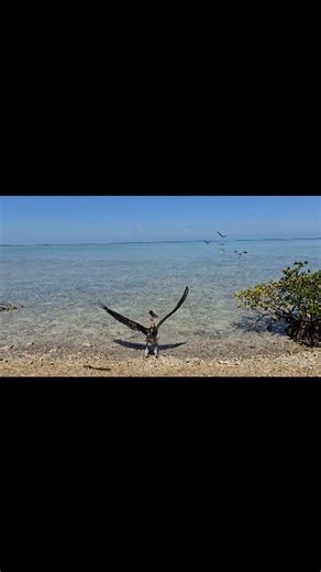 6.9K views · 511 reactions | Six more Brown Pelicans returned to the wild this morning! Two adults and four juveniles. Two were originally rescued with fishing hook and line entanglements, and four were weak and underweight. Glad to get them released after rehabilitation was complete! www.keywestwildlifecenter.org | Key West Wildlife Center | Facebook