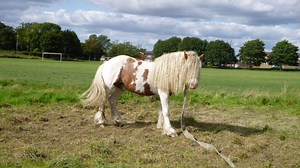Stallion’s maggot-infested injury caused by two embedded headcollars - Horse & Hound