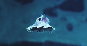 Strange Never-Before-Seen Sea Creatures Discovered 20,000 Feet Under The Sea